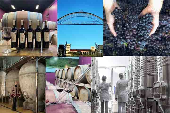 A programação combina tradição rural com enoturismo de qualidade. A paisagem da região, repleta de parreirais e oliveiras, completa a imersão em uma das vinícolas mais autênticas do sul do Brasil.- Instagram @vinicolaguatambu