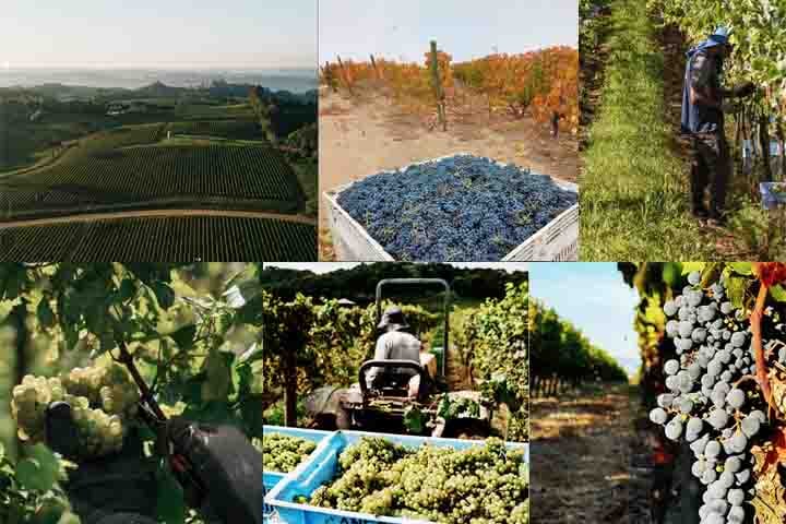 Encerrar um roteiro pelo Sul do Brasil é como brindar ao que há de melhor em charme, sabor e experiência. Das vinícolas premiadas às paisagens deslumbrantes da Serra Gaúcha e Catarinense, cada parada oferece uma imersão única na cultura, na gastronomia e na arte de bem receber.-- Instagram @familiageisse