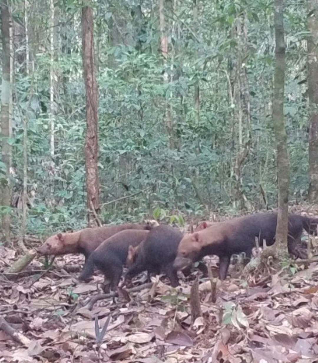 Conhece essa espécie? Armadilha fotográfica flagra cachorros-vinagre no Norte do Brasil