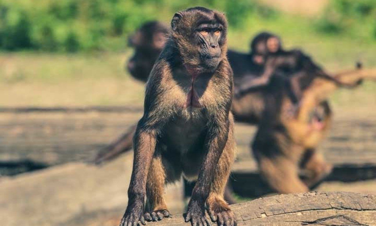 Os cientistas usaram uma proteína verde-fluorescente e rastrearam a presença dessas células em 26 tipos diferentes de tecidos do macaco.
