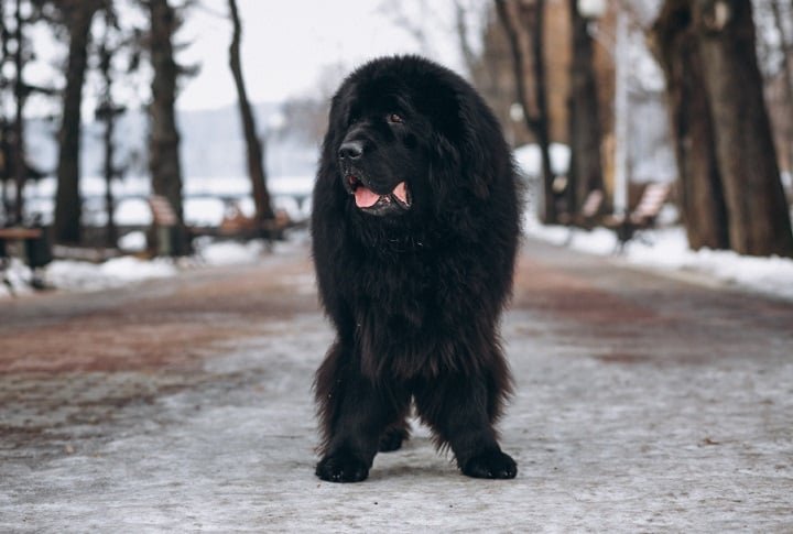 Estudo aponta a raça de cachorro mais bonita do mundo