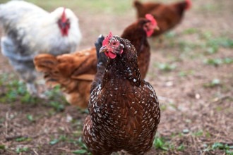 Argentina suspende importação de produtos de aves do Brasil