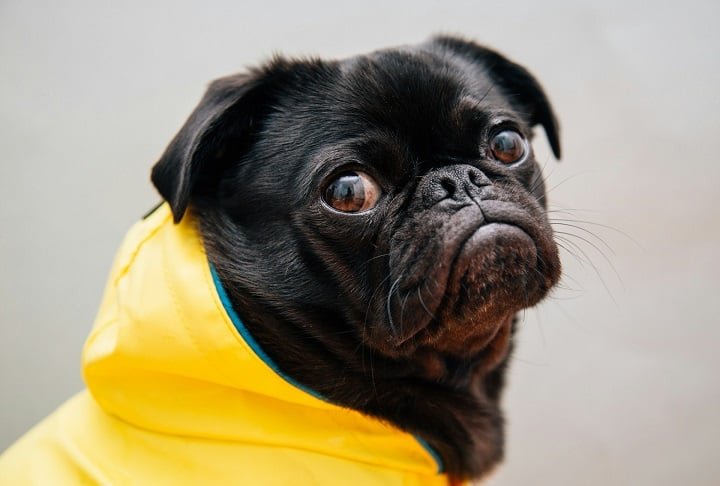 É claro que nem todas as raças se saíram bem no teste da "beleza matemática". Veja três raças famosas que ficaram entre os últimos colocados!