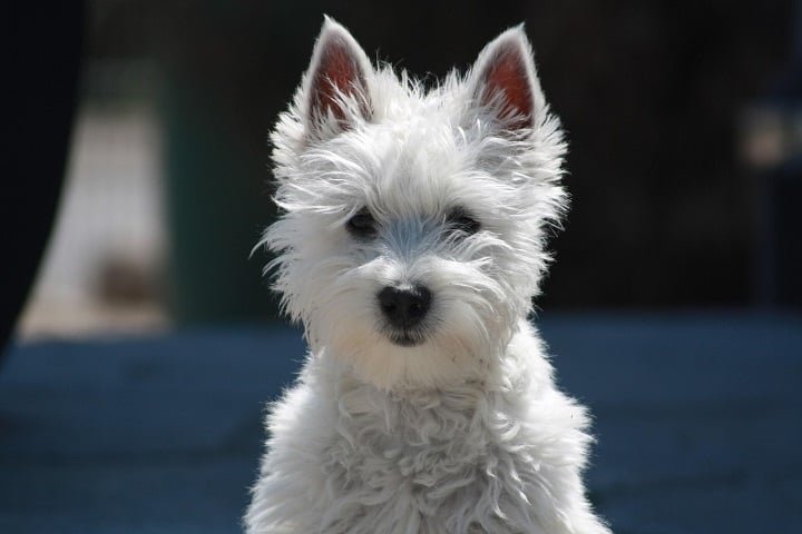 2º) West Highland White Terrier: Essa é uma raça escocesa pequena e robusta, conhecida por sua pelagem branca e densa, além das charmosas orelhinhas pontudas. Sociável e amigável, convive bem com crianças e outros animais.