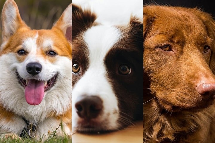 Ficou curioso para saber qual o cão mais bonito do mundo, segundo a ciência? Confira o ranking a seguir!