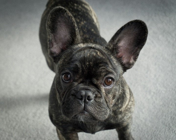 Buldogue Francês: Conhecido por suas orelhas grandes em formato de "morcego" e focinho achatado, o Buldogue Francês é um dos cães mais populares do mundo, mas ficou mal no ranking de beleza.








