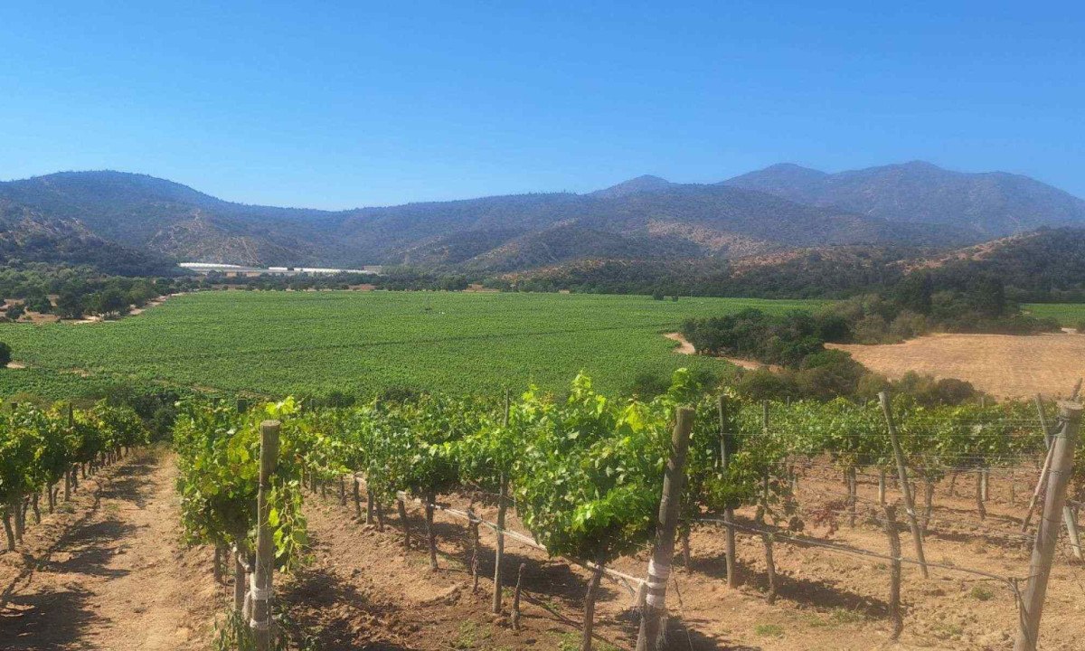 Cultivo de uvas na vinícula Matetic, localizada na provincia de San Antonio, comuna de Cartagena -  (crédito: Lucas Lanna Resende/EM/D.A. Press)