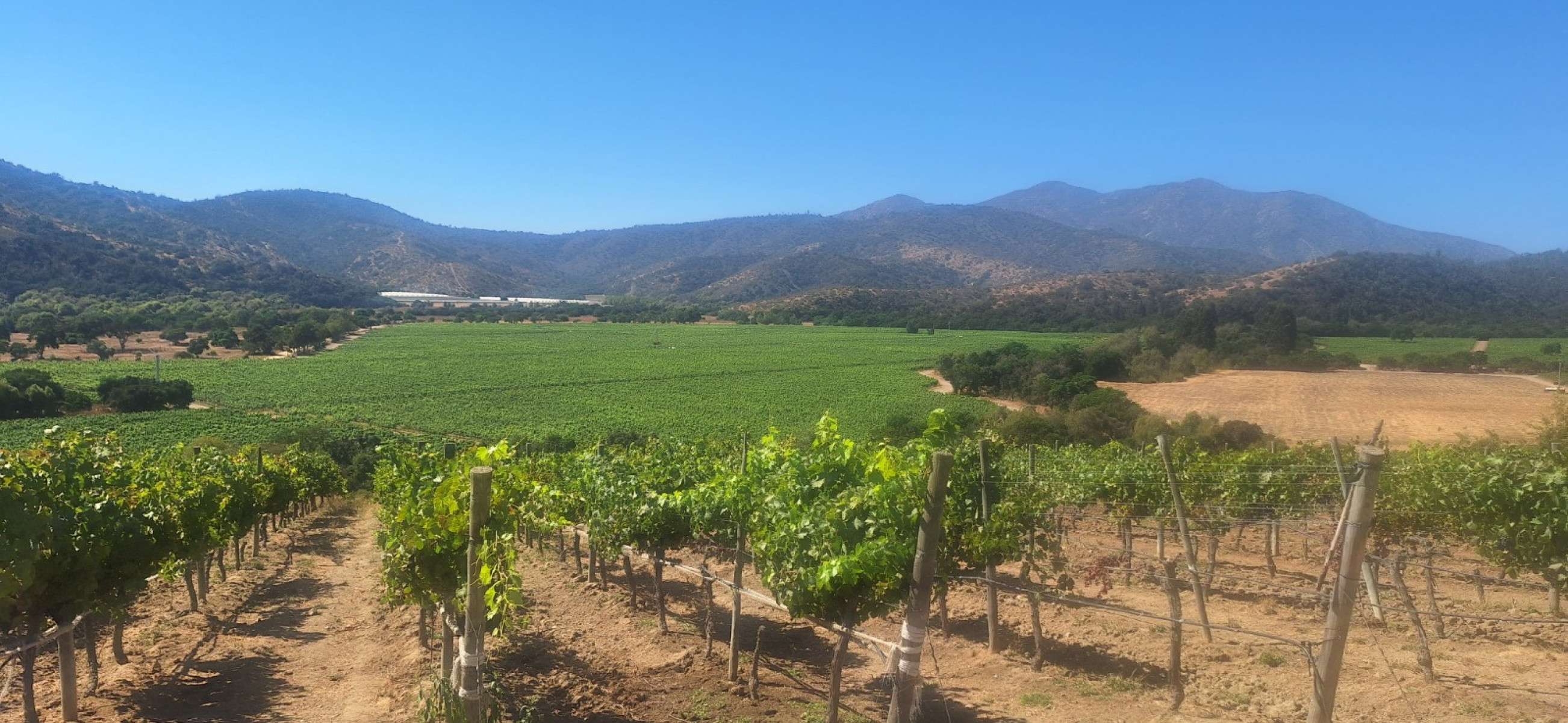 Cultivo de uvas na vinícula Matetic, localizada na provincia de San Antonio, comuna de Cartagena