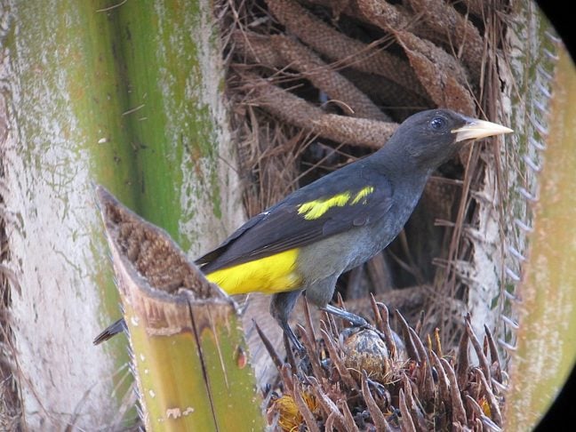 Esse pássaro é conhecido por conseguir imitar sons de outros animais, como aves e mamíferos, e por ser um artesão habilidoso na construção de ninhos. 