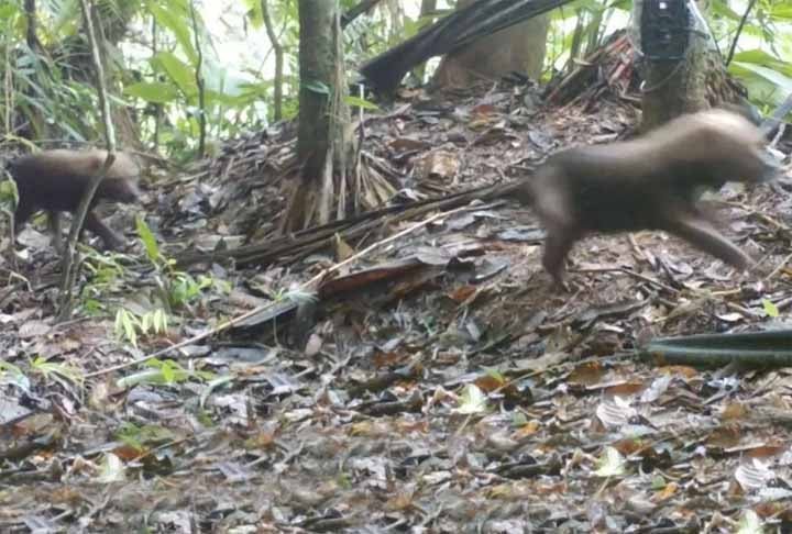 Os registros animam ambientalistas do Instituto Chico Mendes de Conservação e Biodiversidade (ICMBio), já que essa espécie é considerada com risco de extinção. 