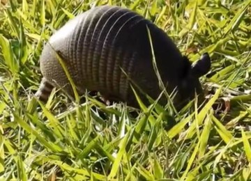 O tatu-canastra, também conhecido como tatuaçu,  é a maior espécie viva de tatu,  habita a América Latina e tem cerca de 1 metro de comprimento . Esta espécie também está sob risco de extinção por causa da caça ilegal -  (crédito: reprodução  blog pescagerais)