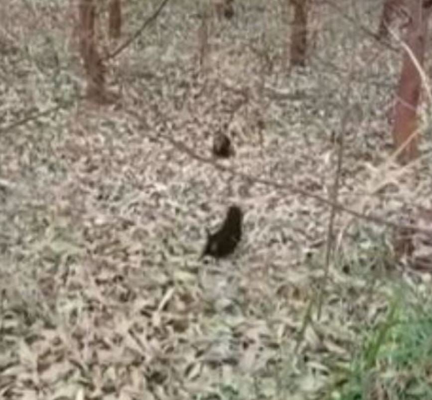 Em 2022, dois filhotes de cachorro-vinagre tinham sido encontrados na floresta de eucaliptos em Inocência (MS), também causando surpresa. 