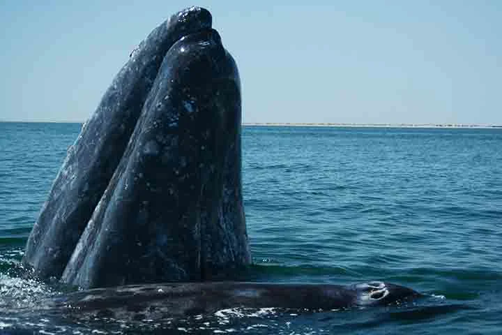 Após as fotos serem divulgadas, especialistas confirmaram algo impressionante. Trata-se de uma baleia-cinzenta (Eschrichtius robustus), que não era vista no Oceano Atlântico desde o século XVIII por causa da indústria da caça baleeira. 