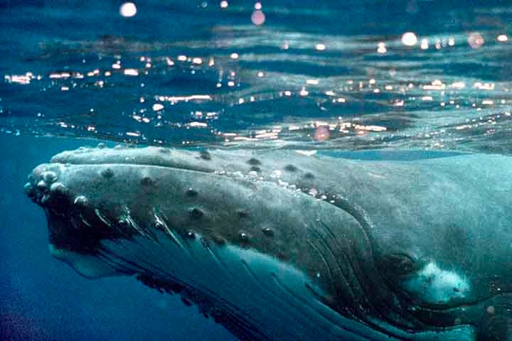A população brasileira de jubartes se distribuía originalmente, durante a época reprodutiva, do Rio Grande do Norte a São Paulo. Atualmente, se concentra no Banco dos Abrolhos, extensão da plataforma continental recoberta por recifes de coral entre o sul da Bahia e o norte do Espírito Santo. 