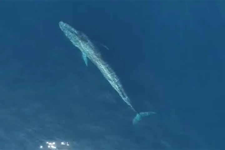 As baleias-azuis eram, atÃ© ao inÃ­cio do sÃ©culo XX abundantes em quase todos os oceanos. CaÃ§adas durante mais de um sÃ©culo, foram levadas Ã  beira da extinÃ§Ã£o pelos baleeiros, atÃ© se tornarem objeto de mecanismos de proteÃ§Ã£o adotados pela comunidade internacional em 1996.