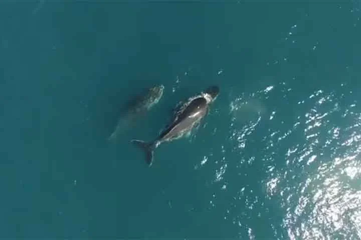 “Essa é uma área muito rica, cerca de 70% das espécies de baleias e golfinhos do mar brasileiro são encontrados aqui”, explicou José Olímpio, biólogo coordenador-geral do PMC-BS, ao Jornal Nacional, da TV Globo.
