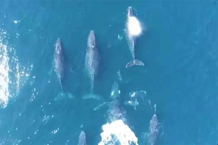 A baleia-sei (Balaenoptera borealis) é considerada o terceiro maior balenopterídeo. Pode ser encontrada em todo o mundo, em todos os oceanos e mares adjacentes, e prefere águas profundas mais afastadas da costa.