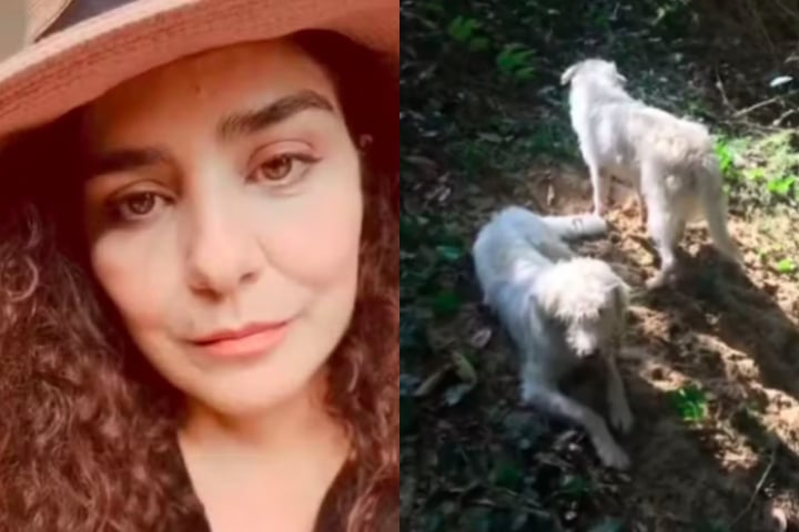 Letícia Sabatella se pronuncia sobre polêmica envolvendo seus cachorros