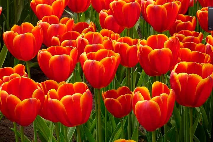 O nome "tulipa" vem da palavra turca "tülbent", que significa "turbante", devido à forma da flor que lembra um turbante.