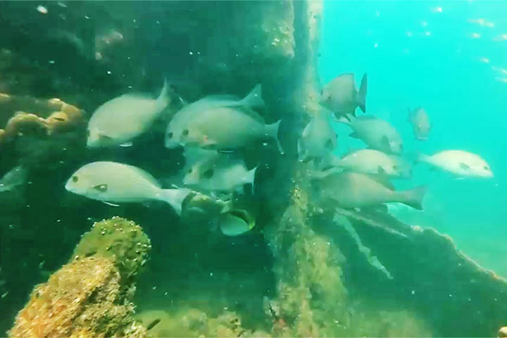 A ilha artificial da Baia Cockle ou a hospedar uma rica variedade de pássaros marinhos e terrestres, além de peixes.
