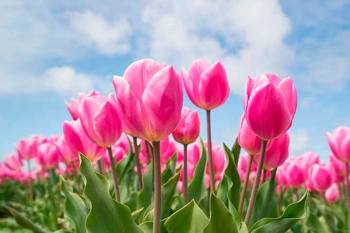 Já as rosas têm conexão com a ternura do amor materno, o carinho sincero e a gratidão.