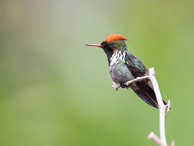Beija-flor "Topetinho vermelho" só existe no Brasil; conheça a espécie - Diogoluiz wikimedia commons 
