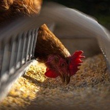 Brasil confirma 1º foco de gripe aviária em granja comercial - Andreas G&ouml;llner/Pixabay