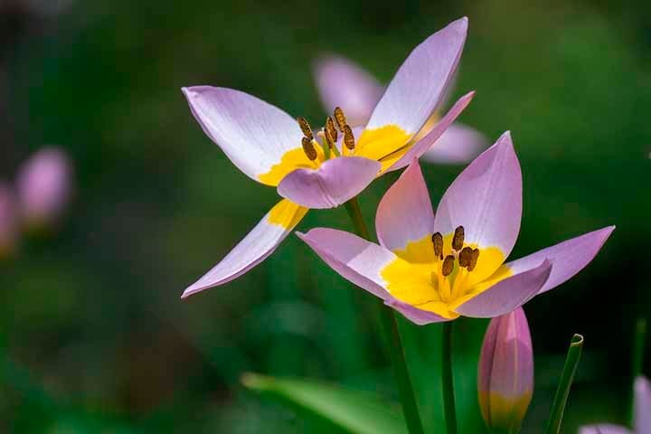 Tulipomania moderna: Embora não tão extrema quanto no século 17, a "tulipomania" ainda existe hoje em dia, com entusiastas e colecionadores de tulipas em todo o mundo buscando variedades raras e únicas.