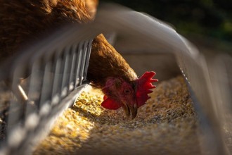 Brasil confirma 1º foco de gripe aviária em granja comercial