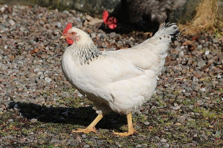 As galinhas são aves domesticadas pertencentes à espécie Gallus gallus domesticus, descendentes do galo-vermelho (uma ave selvagem do sudeste asiático). 