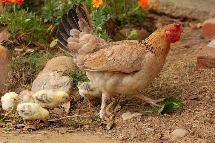 Criadas há milênios por seres humanos principalmente para a produção de ovos e carne, elas são um dos animais mais presentes em criações rurais e urbanas no mundo inteiro. 