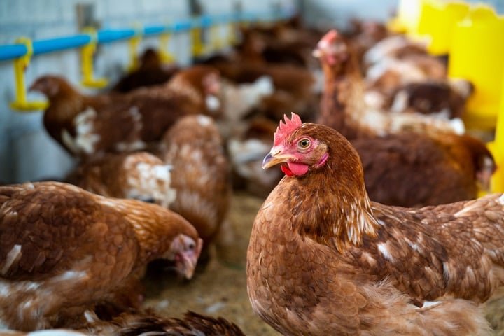 Além de fornecer ovos gratuitos às famílias, as galinhas ajudam a reduzir significativamente o lixo orgânico, consumindo cerca de 150 gramas de resíduos por dia. 