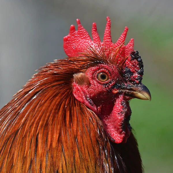 A ideia rapidamente ganhou adesão: mais de 200 famílias participaram inicialmente, recebendo duas galinhas cada. Hoje, o programa já se expandiu para 20 municípios, com mais de 5 mil aves distribuídas.