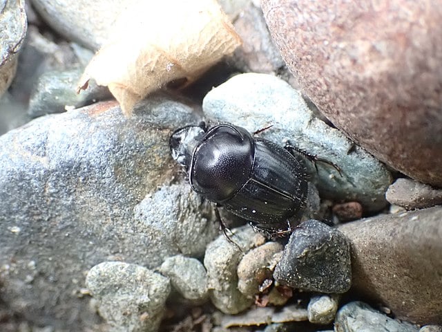 Onthophagus taurus: Considerado o inseto mais forte do mundo, essa espÃ©cie de besouro Ã© capaz de carregar 1.141 vezes o seu prÃ³prio peso, o que equivale a um ser humano de 70 kg conseguir levantar 80 toneladas!