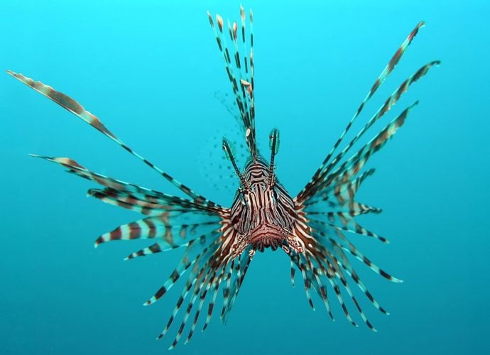 Peixe-leÃ£o-vermelho: Ao se deparar com algum perigo, esse peixe ergue as barbatanas dorsais, que contÃªm glÃ¢ndulas venenosas, e aponta para os inimigos. Mais um que pode entrar para os â??Vingadoresâ? do mundo animal!