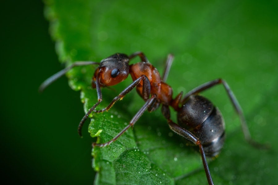 Em testes de laboratório, os cientistas colocaram “fatias” de tumores de câncer de mama em camundongos e ensinaram 35 formigas a associar a urina desses roedores com açúcar.