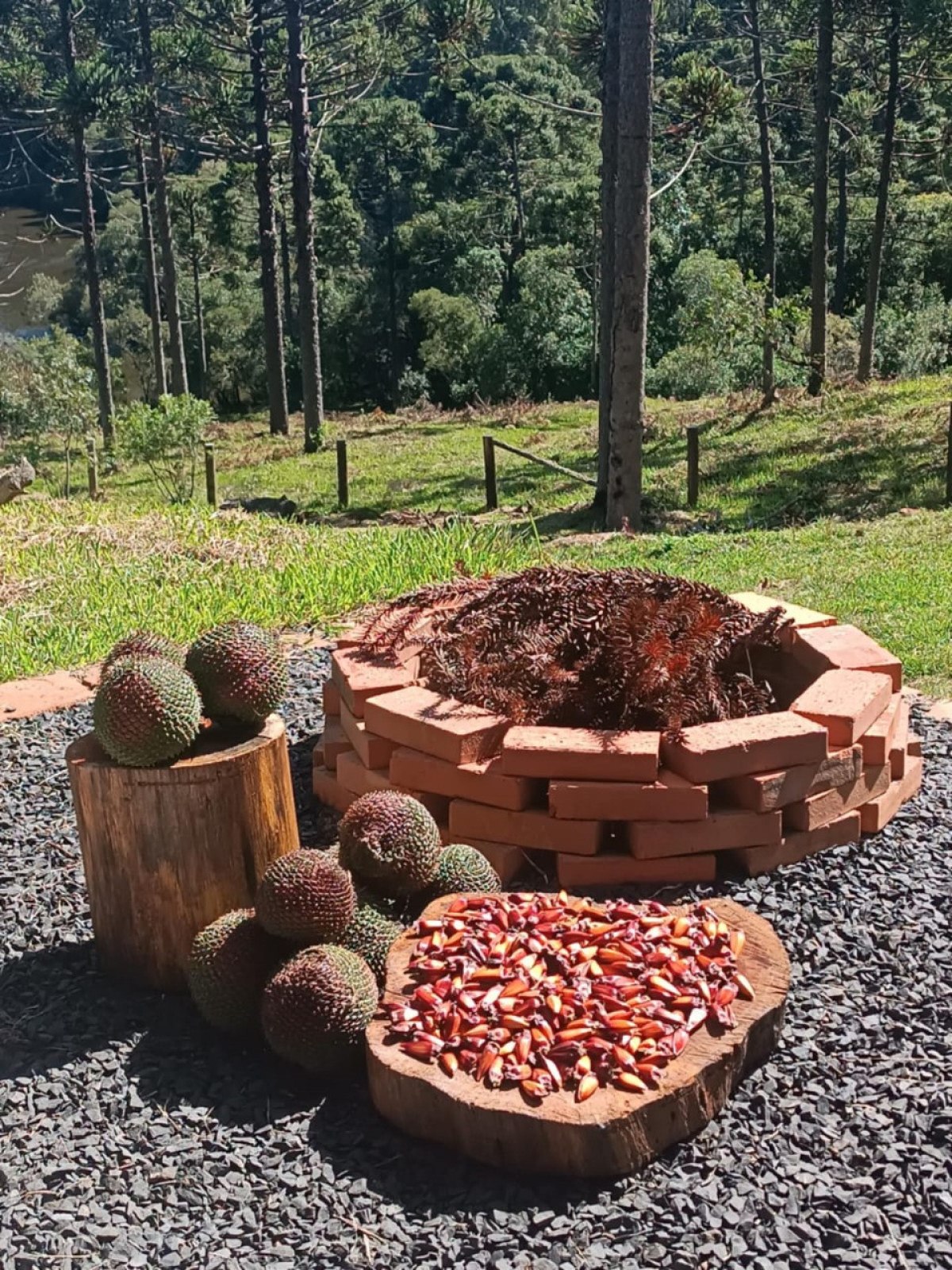 O pinhão também é um alimento muito consumido na região O pinhão também é um alimento muito consumido na região