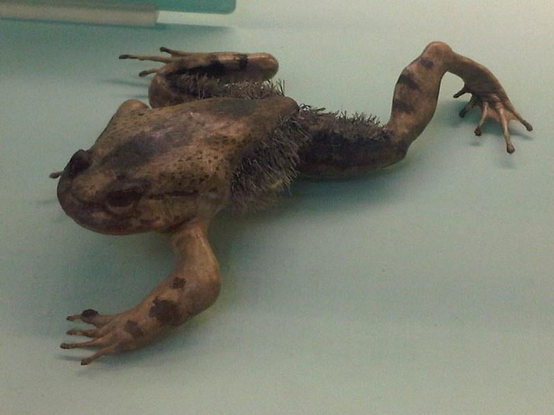 Sapo peludo: E não é que existe um “Wolverine da vida real”?! Esse sapo possui garras feitas de ossos e, para colocá-las para fora, ele precisa romper a pele e quebrar os próprios dedos. E mais: ele ainda é capaz de se regenerar depois.