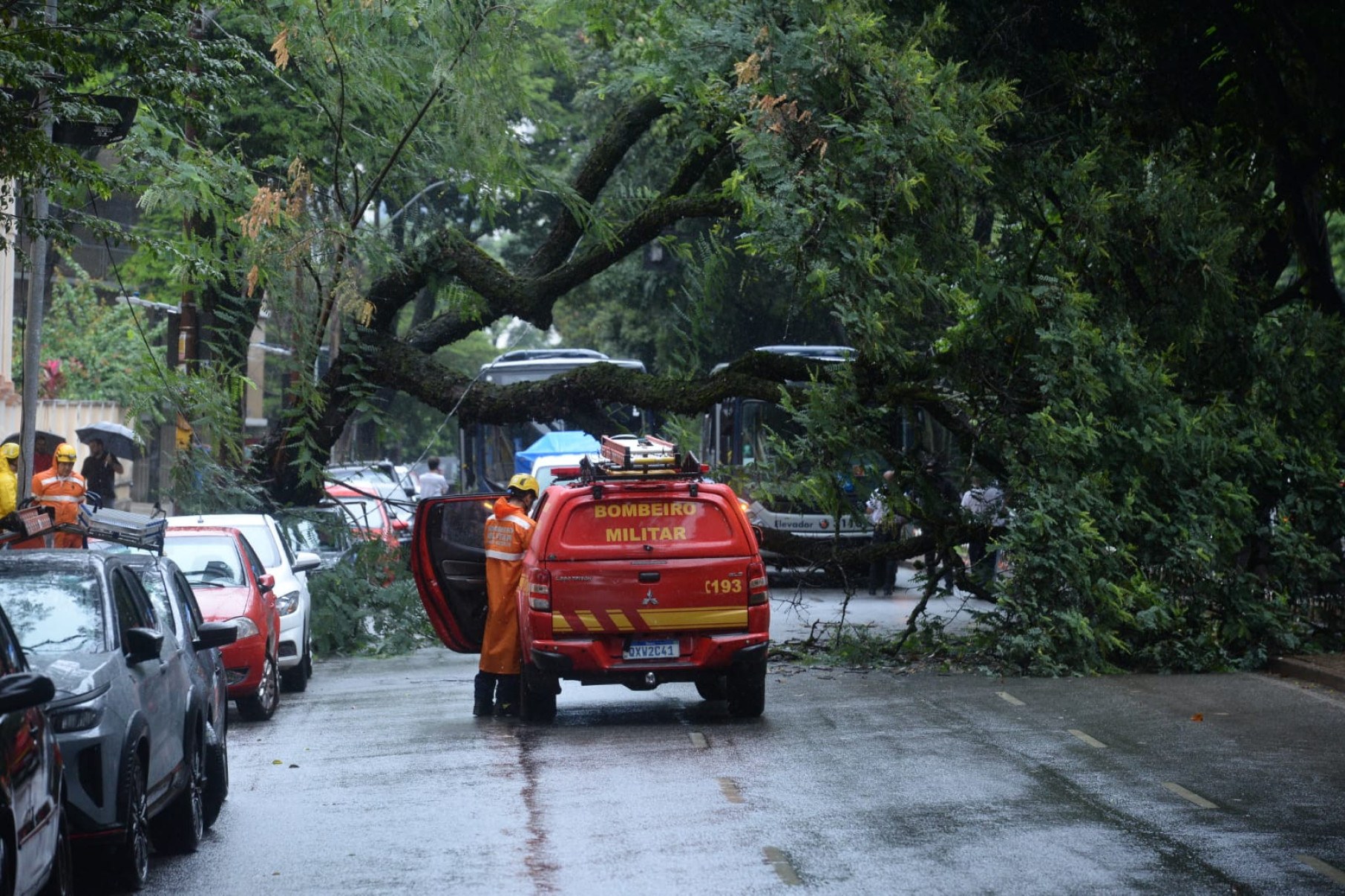 Uma árvore de grande porte caiu na manhã desta quarta-feira (16/4) na Avenida Getúlio Vargas, no bairro Funcionários, região Centro-Sul de Belo Horizonte-Túlio Santos/EM/D.A Press