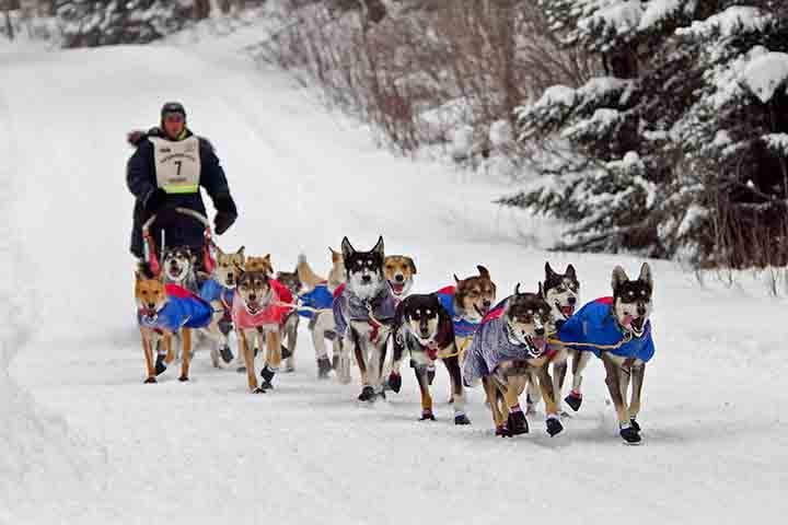 Mushers - Eles conduzem trenós puxados por cães em regiões nevadas, uma atividade que varia de transporte a esportes competitivos, especificamente na Islândia. O Brasil possui um clima tropical e subtropical. Passa longe do Mushing.