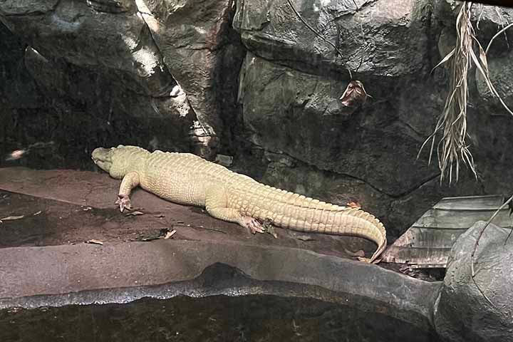 A ocorrência serviu para o local reforçar o alerta de que objetos não devem ser lançados nos habitats dos animais. 
