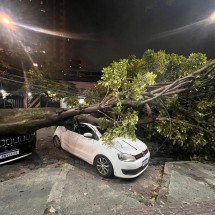Árvore de grande porte atinge dois carros na Região Centro-Sul de BH - Ot&aacute;vio Rangel/EM/D.A.Press