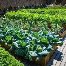 Consulta pública vai definir novas áreas para produção agroecológica em BH - Reprodução/Freepik 