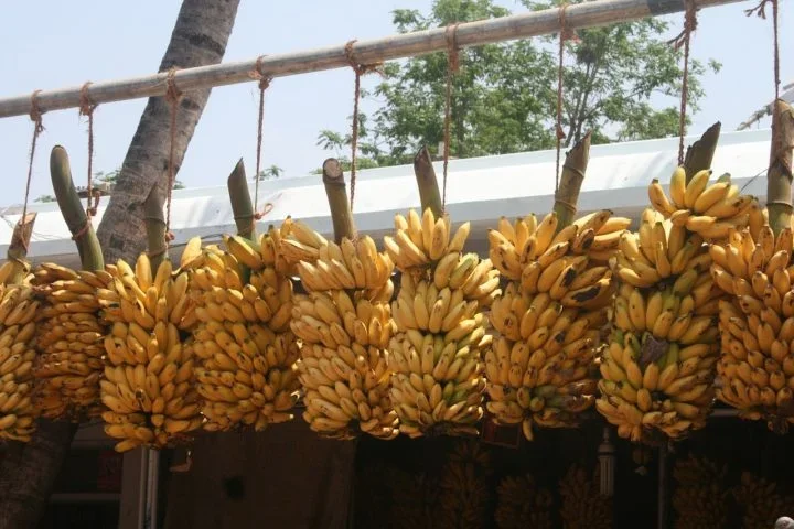 A Cavendish, desenvolvida para resistir àquela primeira praga, agora enfrenta uma variação do mesmo fungo: o Fusarium oxysporum (TR4).