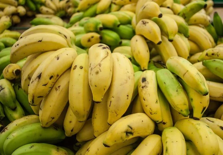 "Agricultores e pesquisadores podem controlar o mal-do-Panamá identificando ou desenvolvendo tipos de banana tolerantes ou resistentes ao TR4", explicou ela.