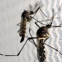 Fábrica produz mosquitos Aedes aegypti com bactéria; entenda - Agência Brasil
