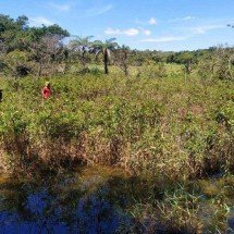 Pescador que estava desaparecido é encontrado morto em área de brejo - CBMMG