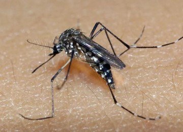 O mosquito Andes aegypti, além da dengue, também é o transmissor da zika e da chikungunya.   -  (crédito: Divulgação SES-MG)