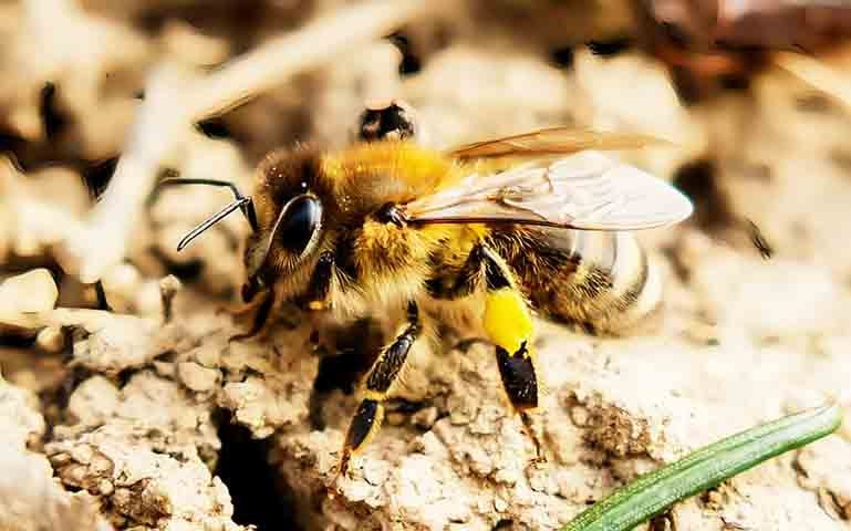 O mel é um dos produtos mais simbólicos da Eslovênia, país que tem um grande número de apicultores. Essa tradição se deve, em especial, ao fato de a abelha-carnica (apis mellifera carnica) ser nativa da localidade.
