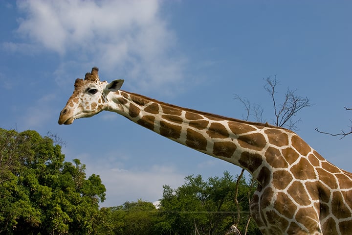 A Girafa! Essa deve pegar muita gente de surpresa, já que não é um animal reconhecido por esse talento.